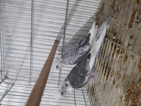 Sultan papağanı yeni yeme düşmüş