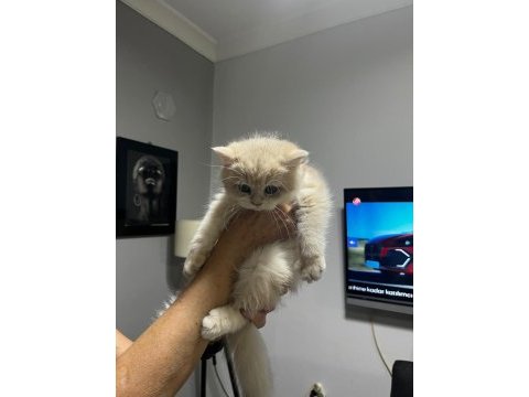 3 aylık golden british shorthair