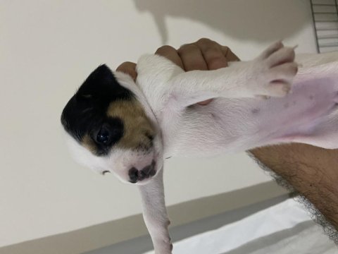 Jack russell yavrular