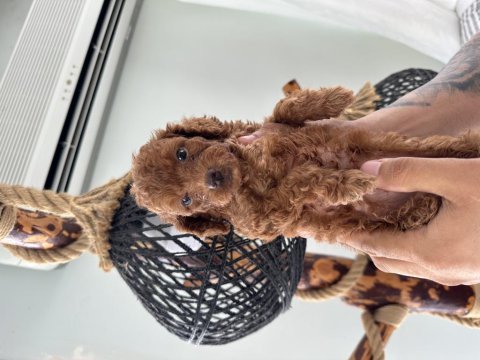 Safkan toy poodle 3 kg altı