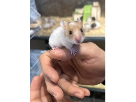 Sevimli hamster yavrular