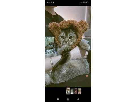 British shorthair ny serisi kedimize dişi eş arıyoruz