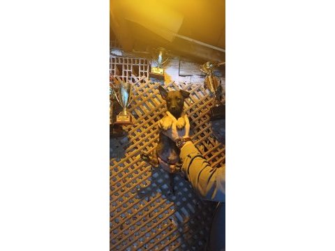Sağlam kan hattı iri malinois oğlanlar
