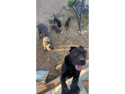 Dişi erkek eş cane corso