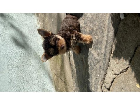 Ocaen pearl yorkshire terrier