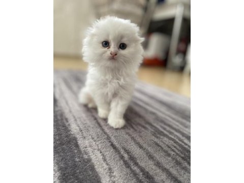 Yavrularımız sahiplendirilecek british longhair