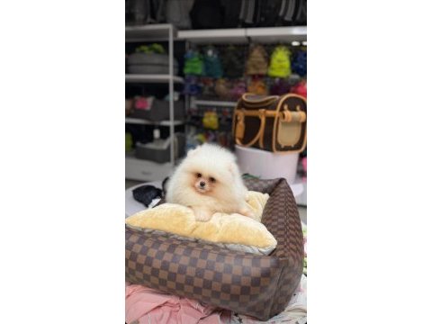 Pomeranain boo 3 aylık