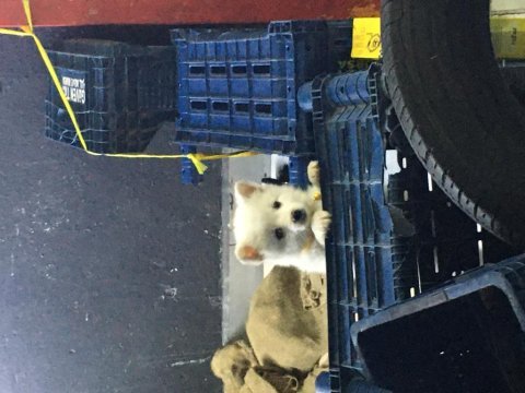 Pomeranian 3 aylık erkek acil sahiplendirilecektir