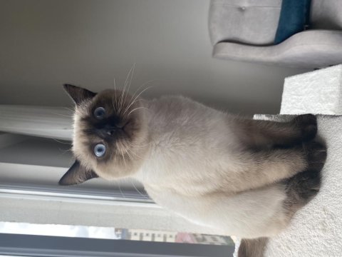 British shorthair blue point