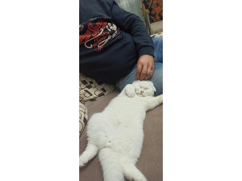 Scottish fold beyaz kedimiz