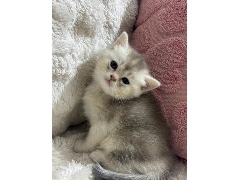 57 günlük british shorthair bebekler teslime hazır
