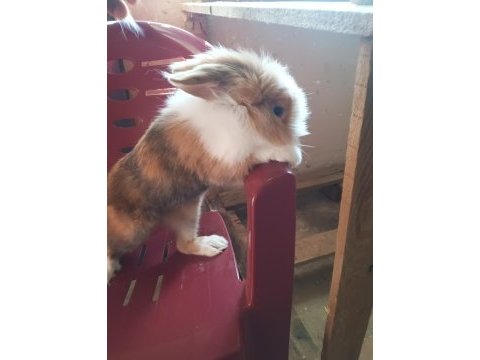 Hollanda lop erkek tavşan