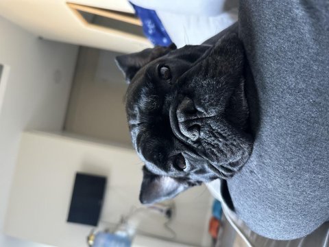 Evcil oyuncu sahiplenici bulldog dostumuza acil yuva