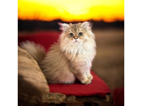 Safkan yavru scottish golden