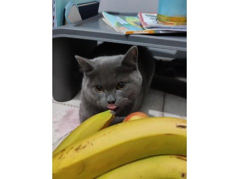 British shorthair eker yeni sahibini arıyor