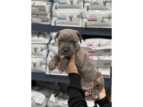 Dev cane corso italiano yavruları