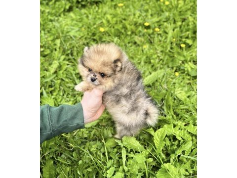 Pomeranian leopard rengi