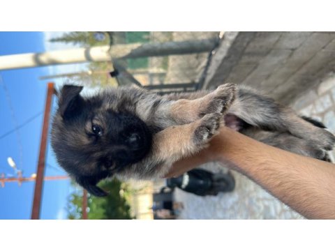 Orjinal saf alman kurdu yavruları teslime hazır