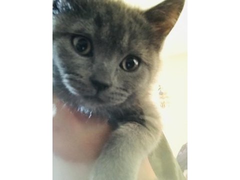 3 adet safkan british shorthair ücretli sahiplendirme