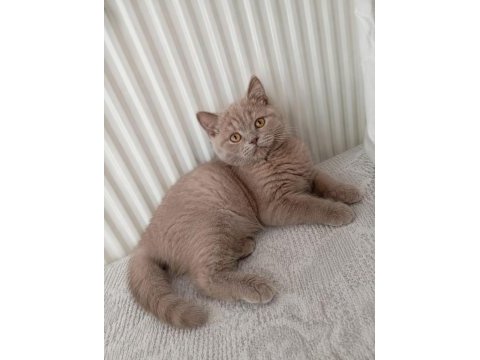 Şeftali 65 günlük orjinal kehribar gözlü british shorthair