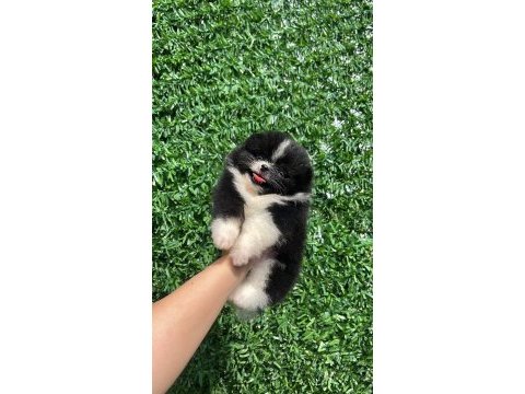 Dişi ve erkek pomeranian yavrular