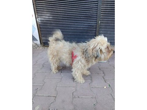 Dişi kizanı yakın terrier