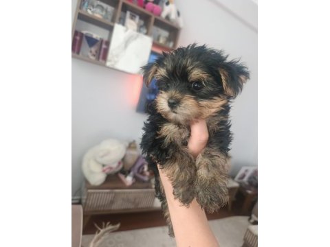 Yorkshire terrier yavruları