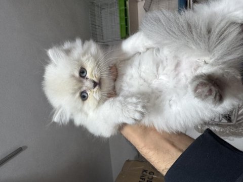 A kalite top kafa dişi british longhair yavrumuz