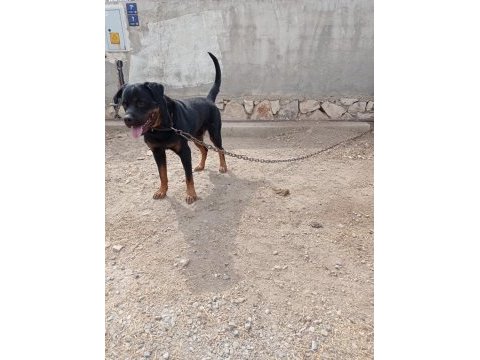 2 yaşında damızlık rottweiler