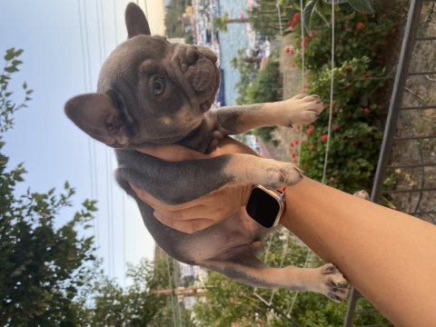 Aşıları yapıldı teslime hazır fransız bulldog yavrular