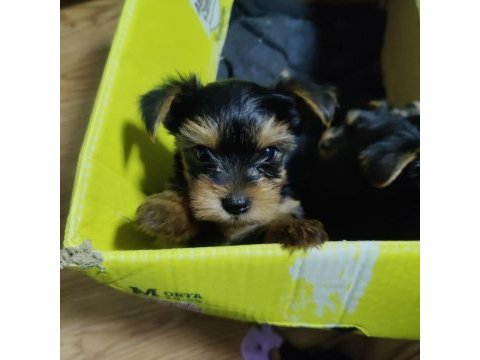 58 günlük 3 erkek yorkshire terrier yavrularımız