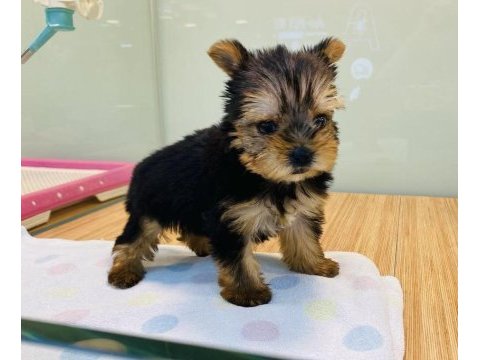 Eşsiz tüy yapısına sahip yorkshire terrier yavrularım 