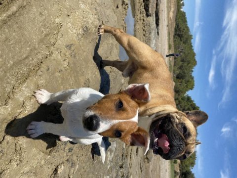 Çift maskeli safkan jack russell