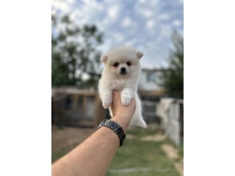 Pomeranian yavrumuz