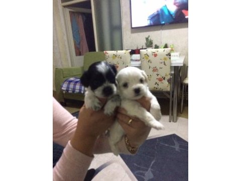 Ev üretimi 43 günlük morkie yavrular