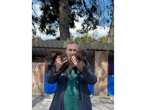 Labrador yavrularımız ruhsatlı çiftliğimizden