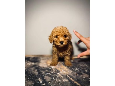 Kaliteli renklerde uygun poodle