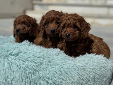Petmede köpek çiftliğinde ziyarete açık toy poodle