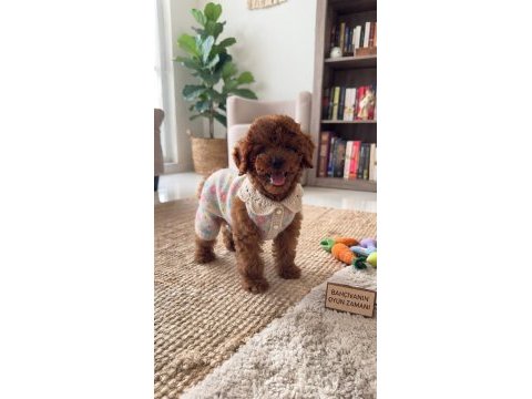 Orijinal toy poodle yavrumuz
