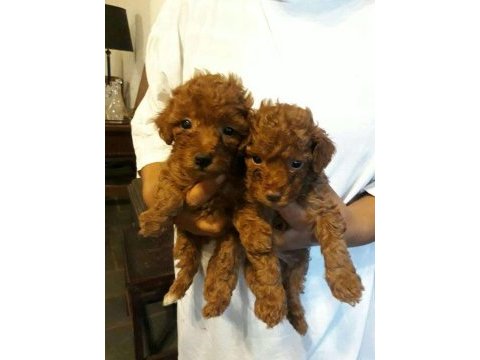 Baby yavrular yeni yuvalarını bekliyor toy poodle