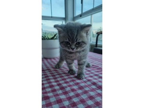 Muhteşem ırk scottish fold
