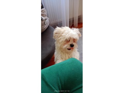 3 aylık erkek maltipoo pet eğitimli