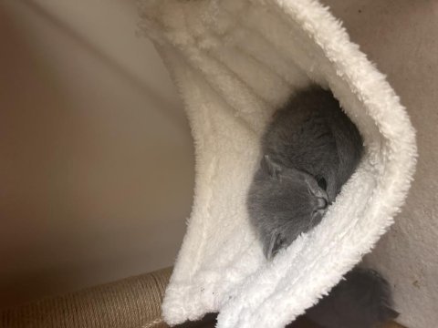 Uygun british shorthair