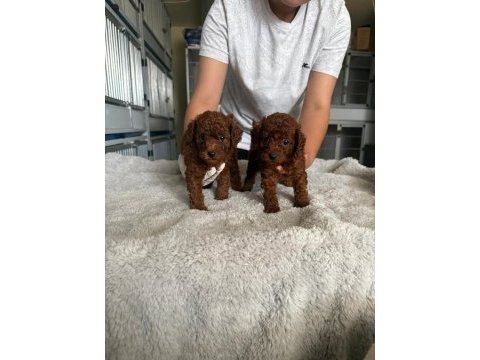 Kore toy poodle yavrularımız