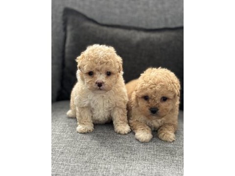 50 günlük f3 maltipoo bebekler poodle ayarında