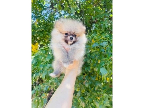 Dünyalar tatlısı üretici garantili pomeranian yavrular