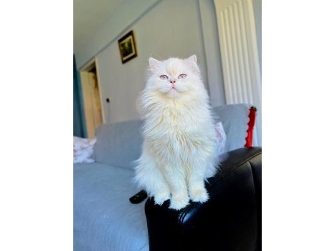 Sahiplendirme british longhair