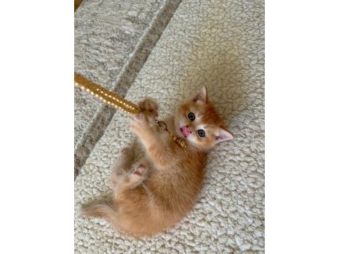 British shorthair golden erkek yavru