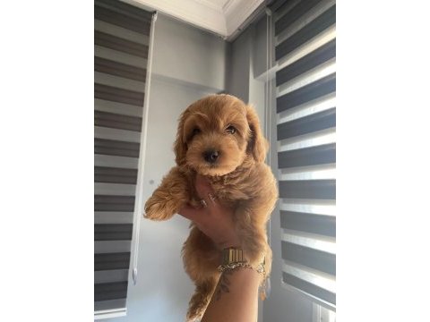 60 günlük toy poodle yavrular