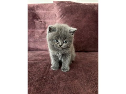 British shorthair yavrular